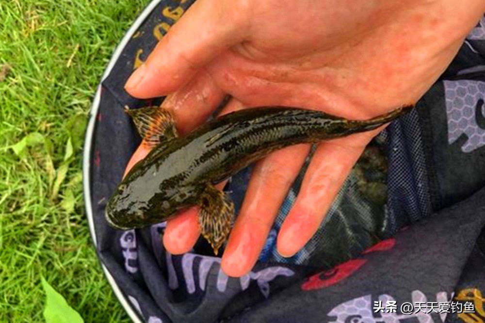野钓各种鱼类的季节和钓位选择,肉食性鱼类用哪种钓法好