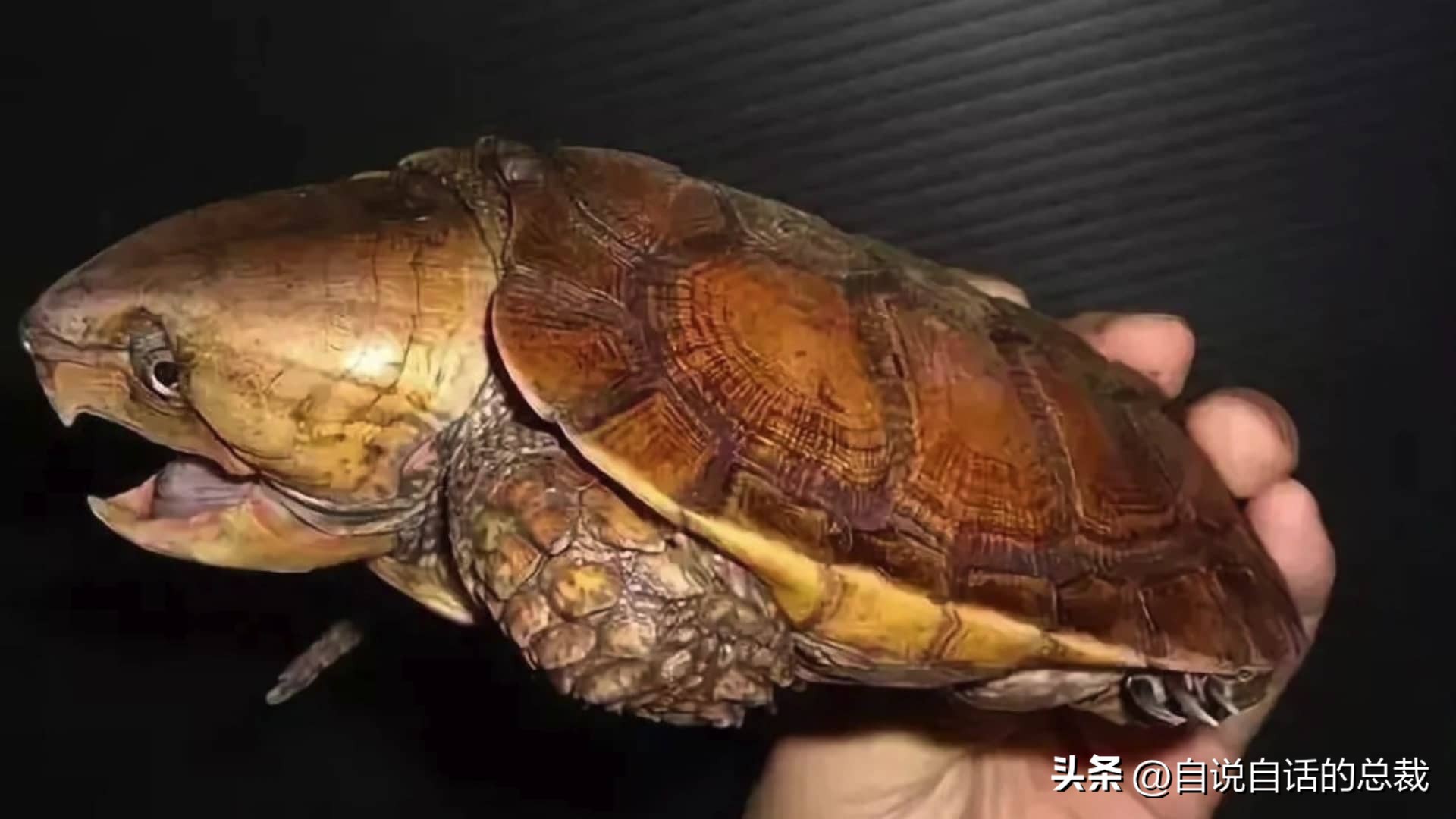 玄武龟蛇大战,罕见别致的龟蛇大战