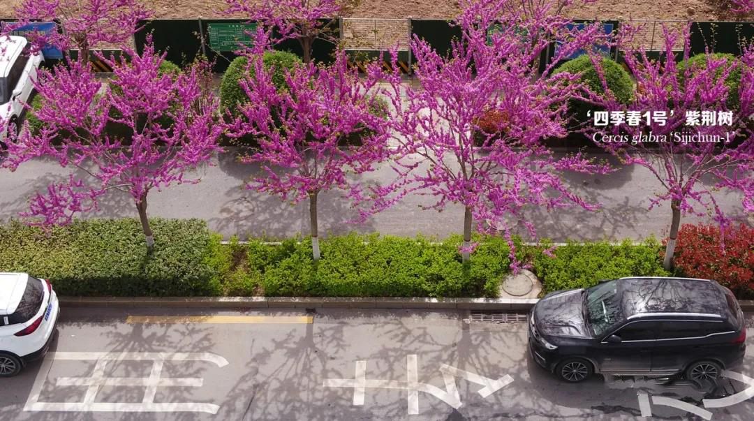 四季春一号紫荆树园林应用实例,四季春一号紫荆树行道树