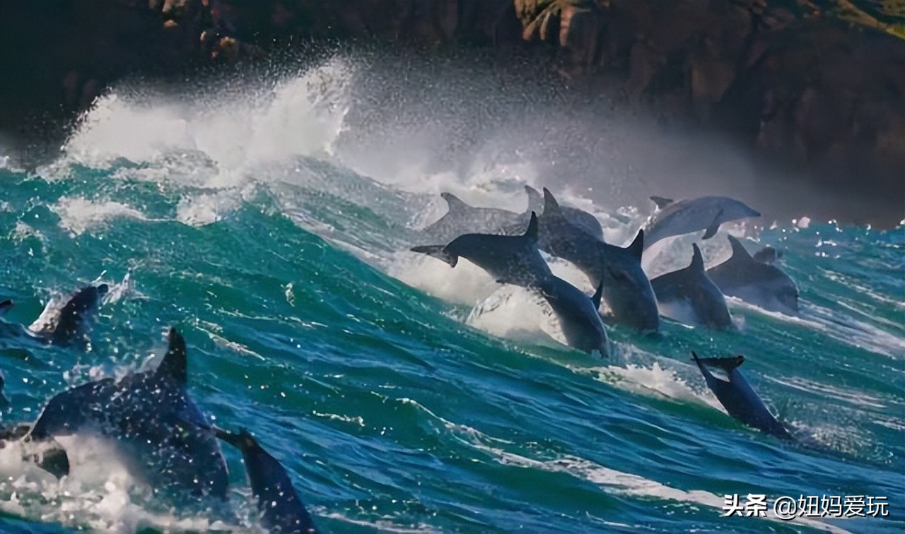 这几部口碑爆棚的宝藏纪录片,国庆孩子必看的8部神级纪录片