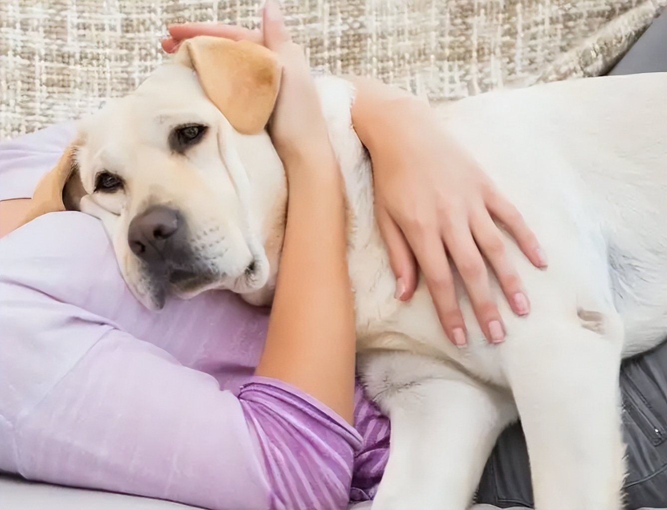 网友告诉你，让狗狗上床睡觉，会有这些后果