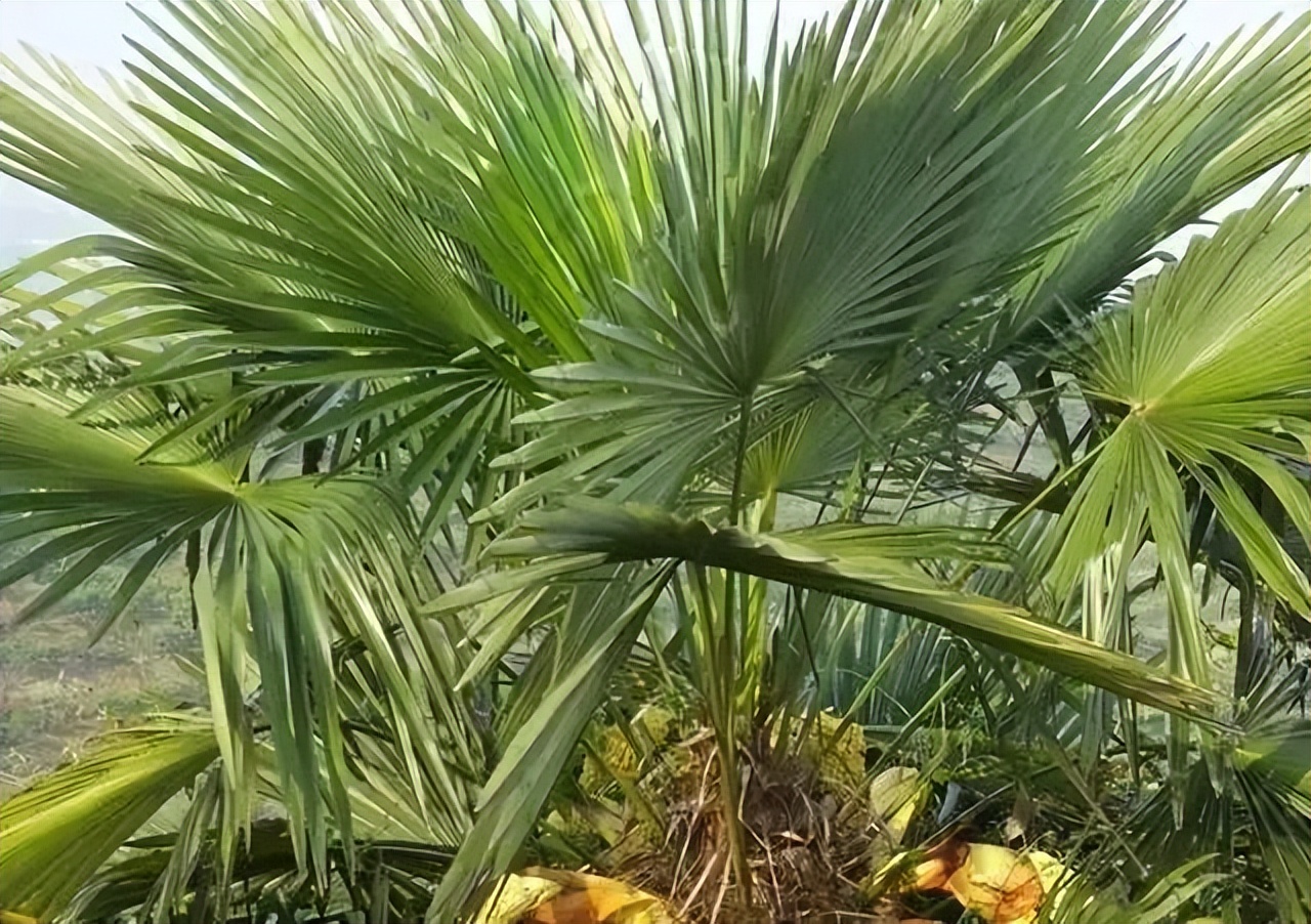 客家农村农具老物件,农村老物件斗笠蓑衣