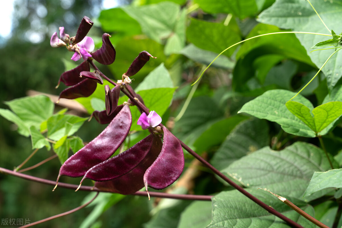 它叫扁豆，在农村常不被人重视，却被称为“豆中之王”，你爱吃吗