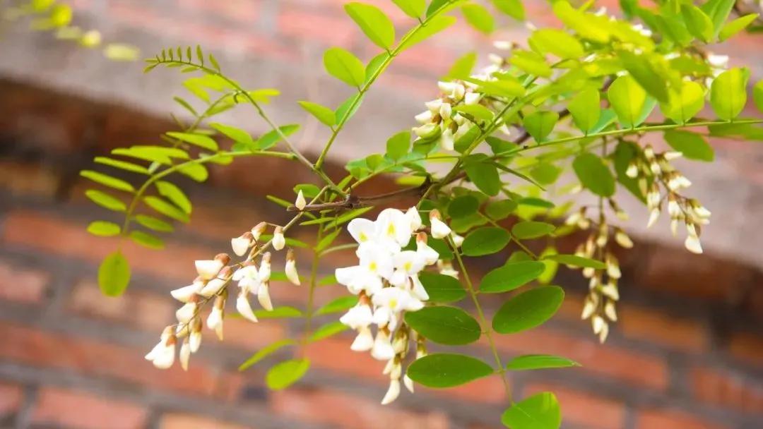 忆老家那棵洋槐树洋槐花盛开阵阵扑鼻香