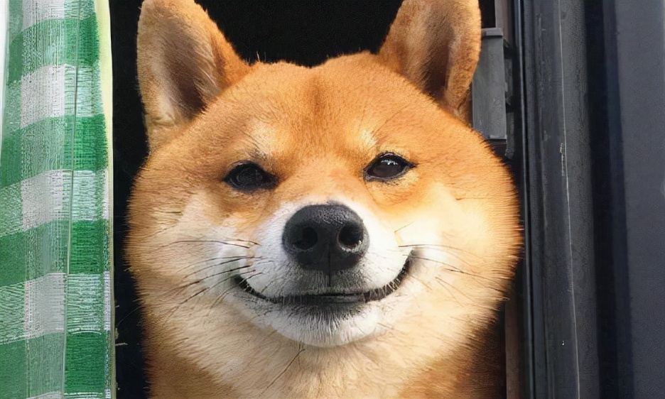 狗狗没有食欲无精打采,狗狗没有食欲建议吃什么东西