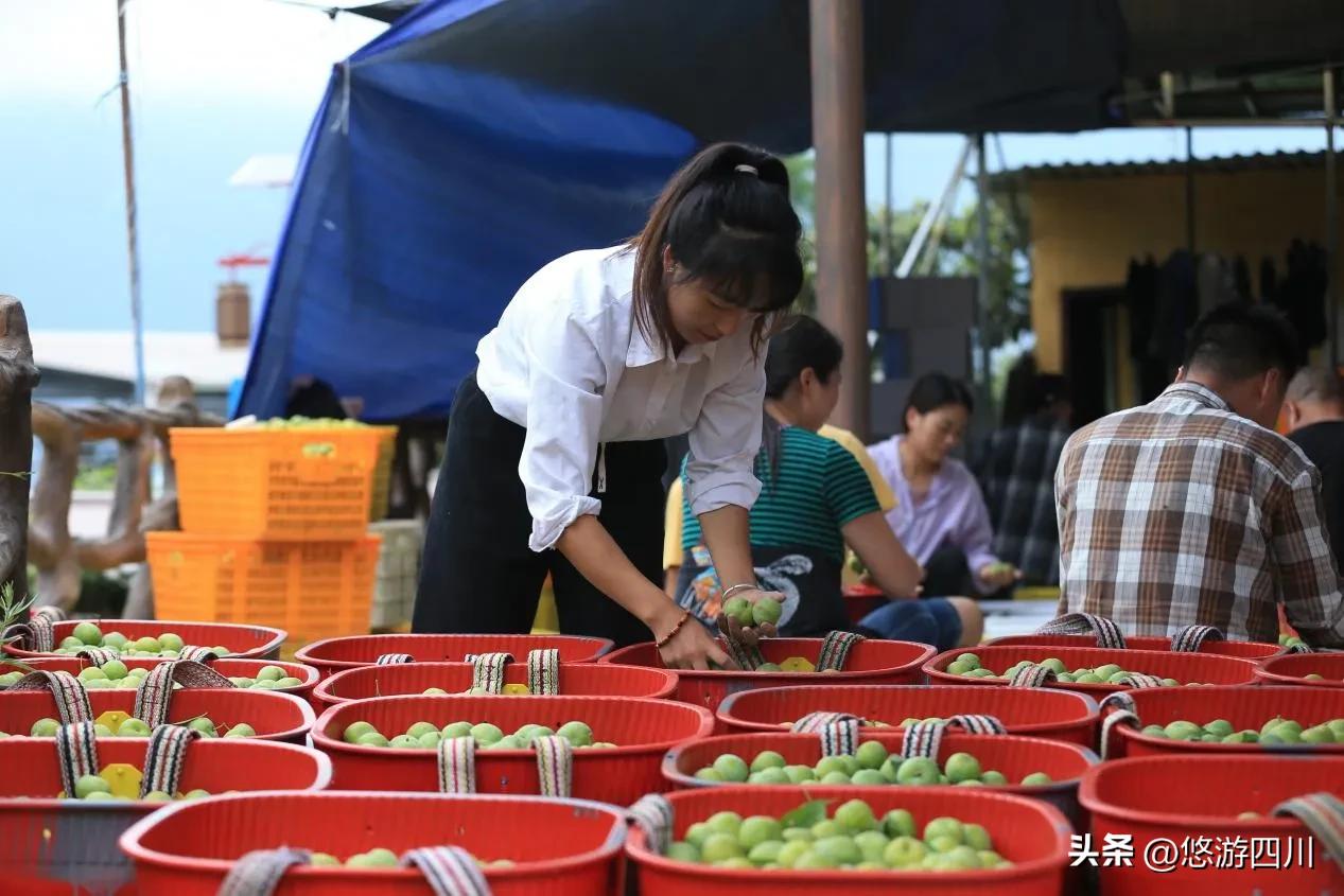 千亩猕猴桃助力乡村发展倍增,七大产业集群引领三农高质量发展