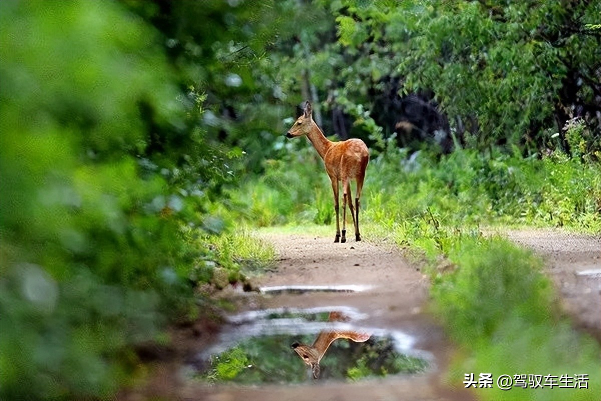 挑战极寒自驾游大兴安岭,大兴安岭金秋穿越之旅