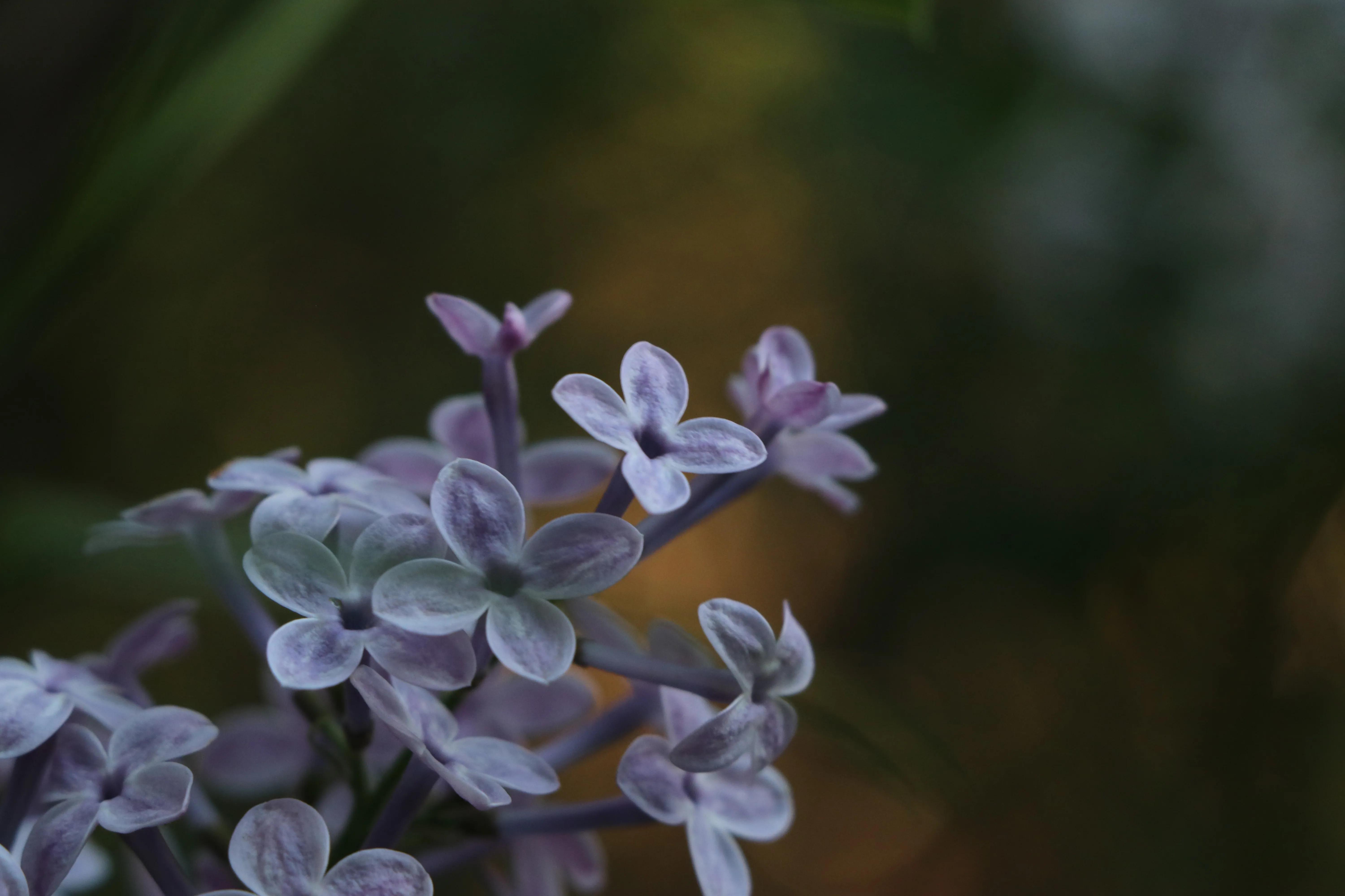 丁香花唯美诗句,丁香花唯美句子