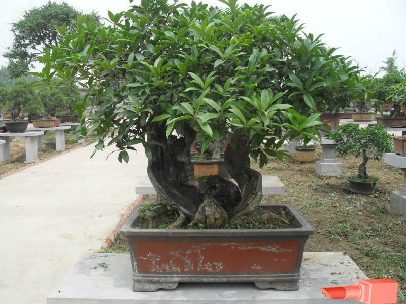 寿命最长的植物盆栽,适合北方庭院种植的耐旱花木盆栽