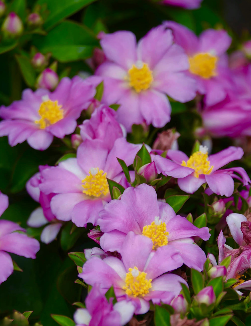 最美最惊艳的仙人掌花,仙人掌奇花图片大全