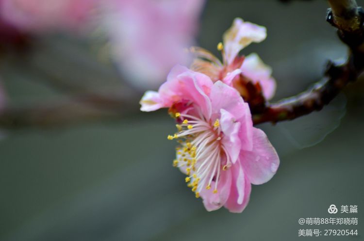 春风拂柳梅花开,桃李春风梅花开