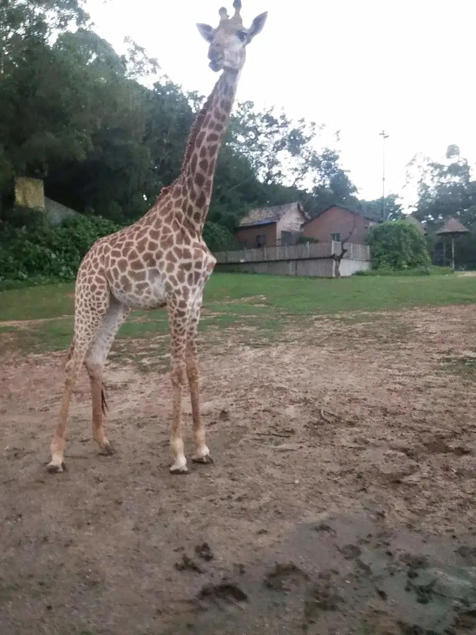 六刷广州长隆野生动物世界，強烈推荐-广州必游地（内含攻略）