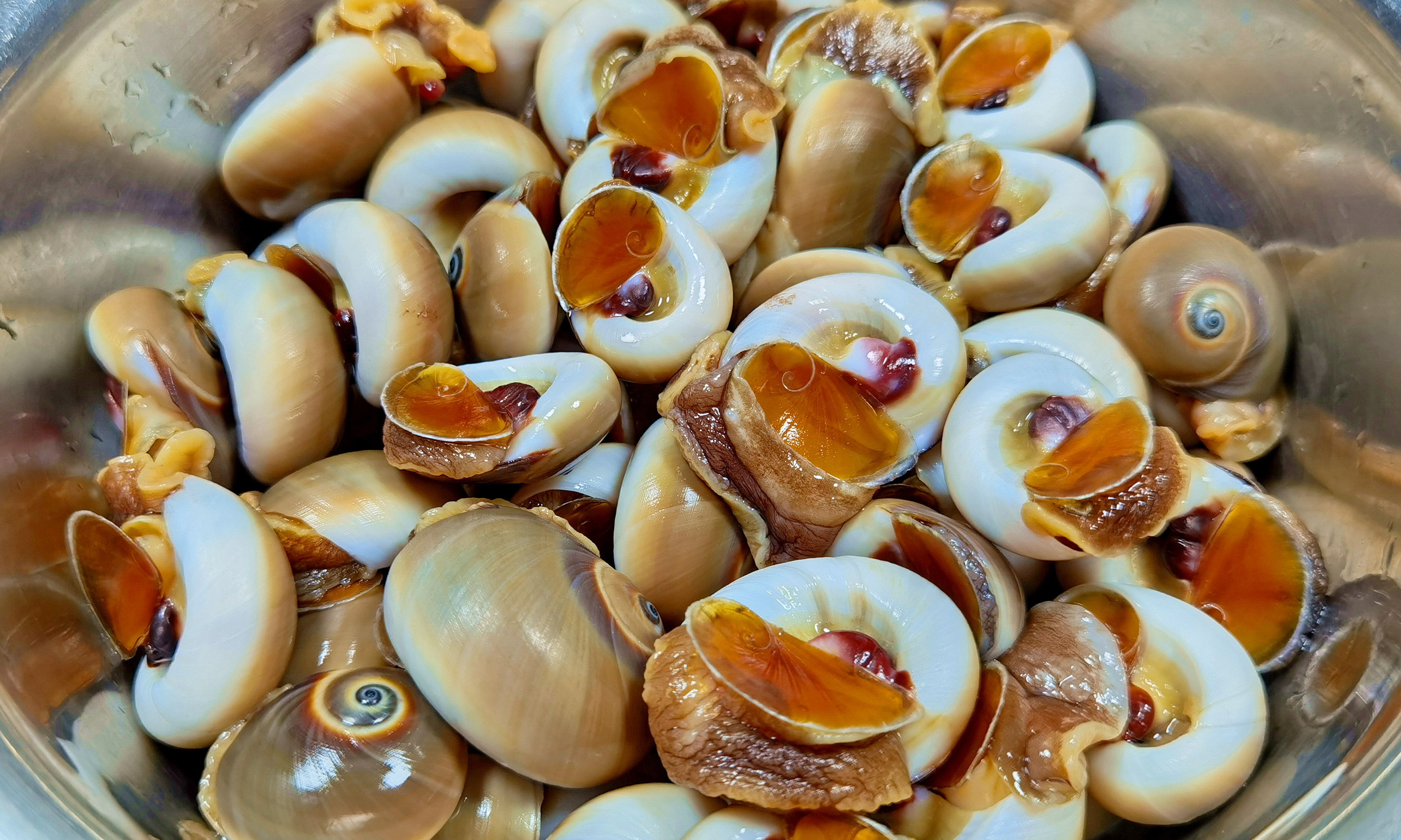 扁玉螺营养,扁玉螺有什么营养