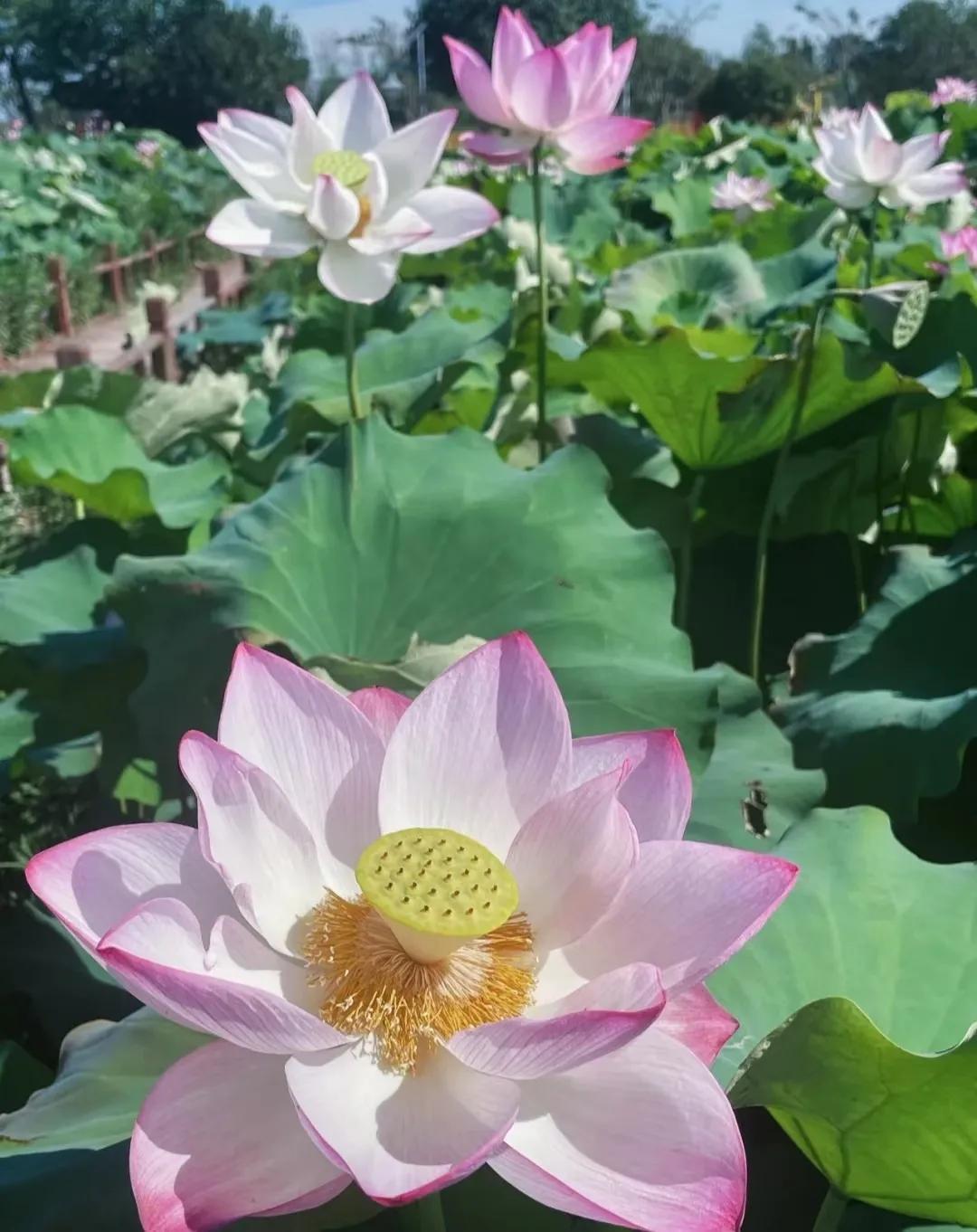 𝐒𝐡𝐚𝐫𝐞▪朋友圈背景图之荷花荷叶蓝天白云