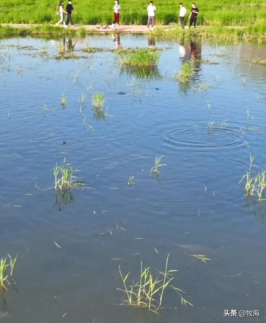 一半喜一半忧,一半喜一半忧粤语