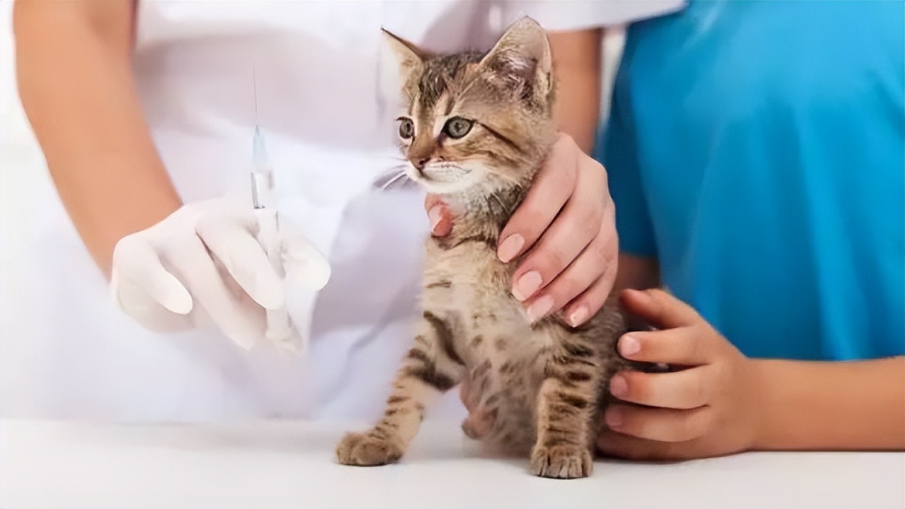 猫咪肾衰竭发烧了,猫咪打疫苗后发烧