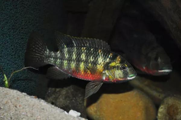 2020年禁养水产类名单,国家禁止放生的鱼类有哪些