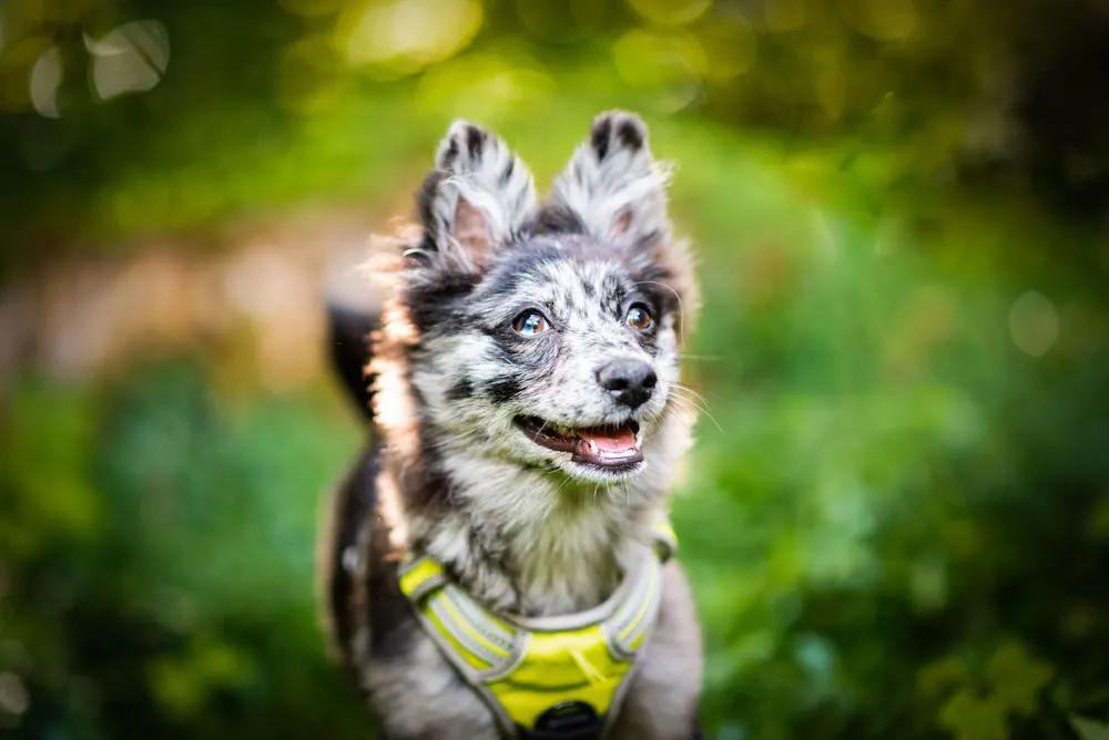 苏联红狼犬品种,短毛黑红狼犬品种