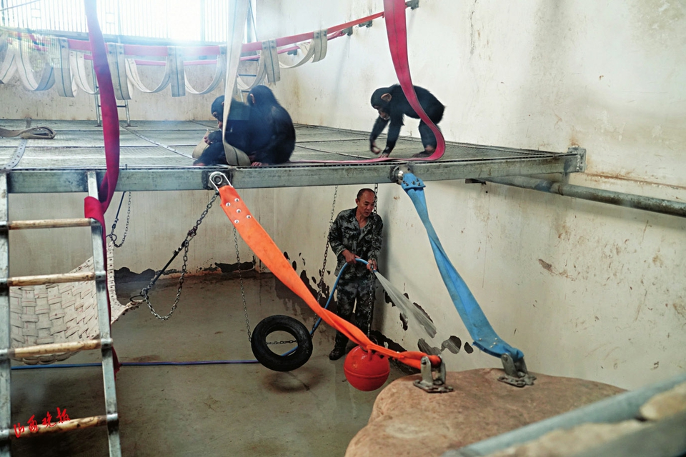 动物园开启防暑降温,动物园动物防暑降温