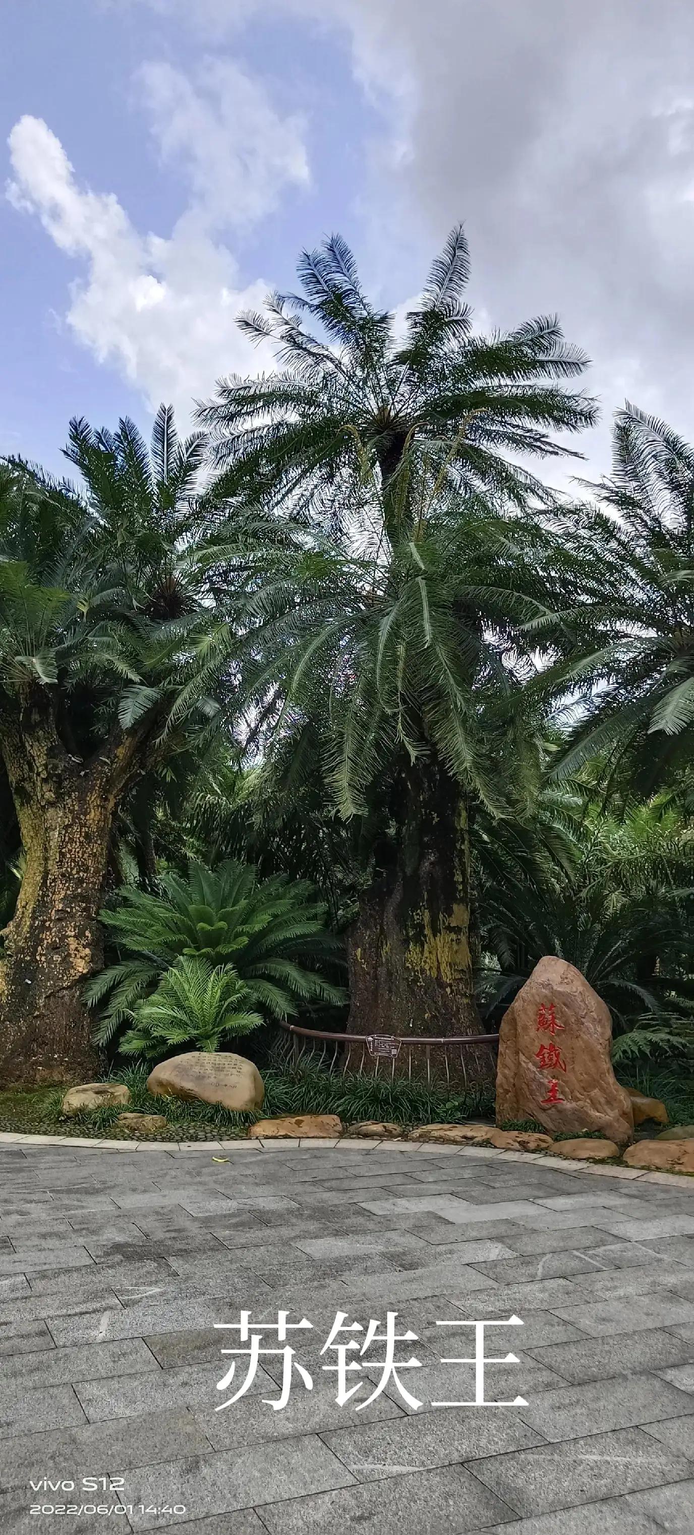 千年铁树开花完整版,千年铁树开花打一小说名