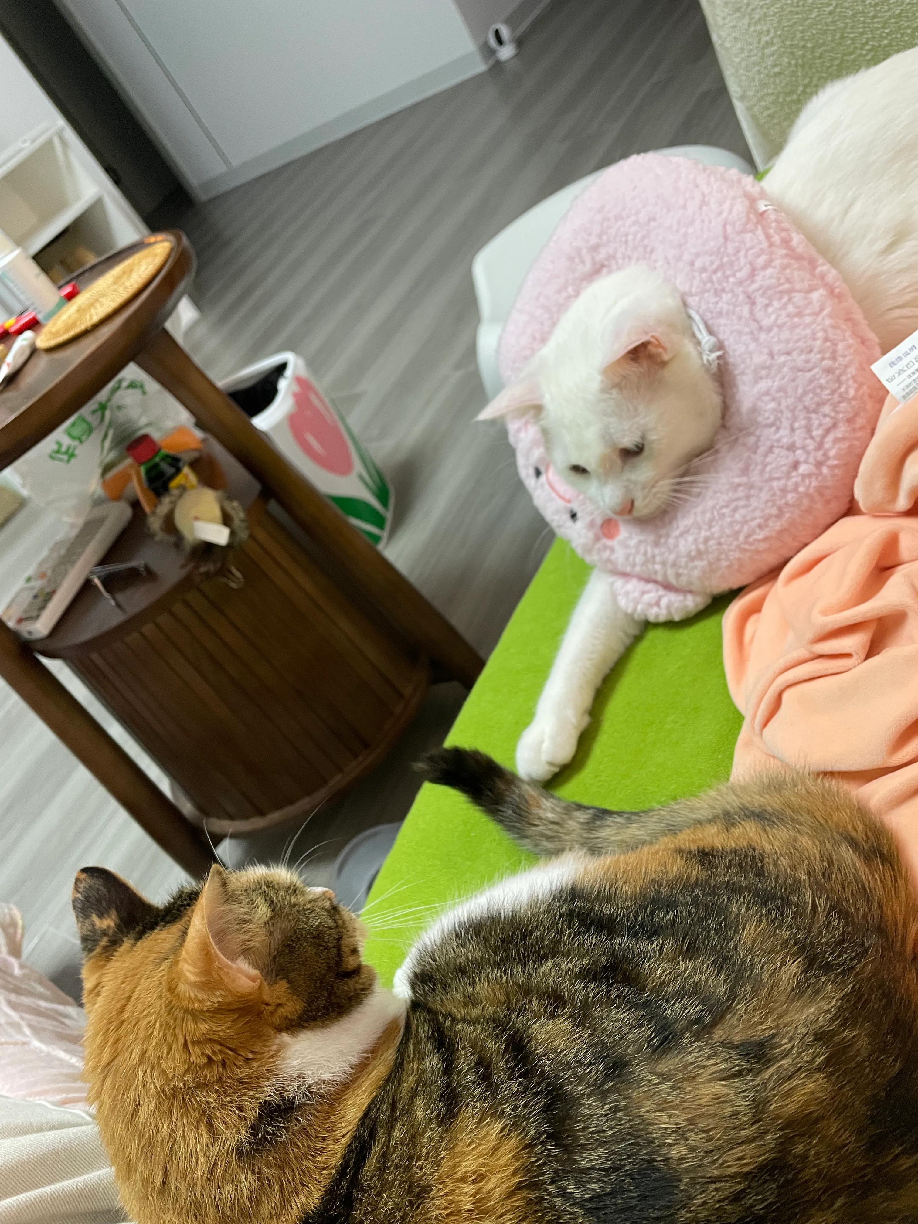 猫咪趾间炎会传染给人吗,趾间炎猫咪传染吗