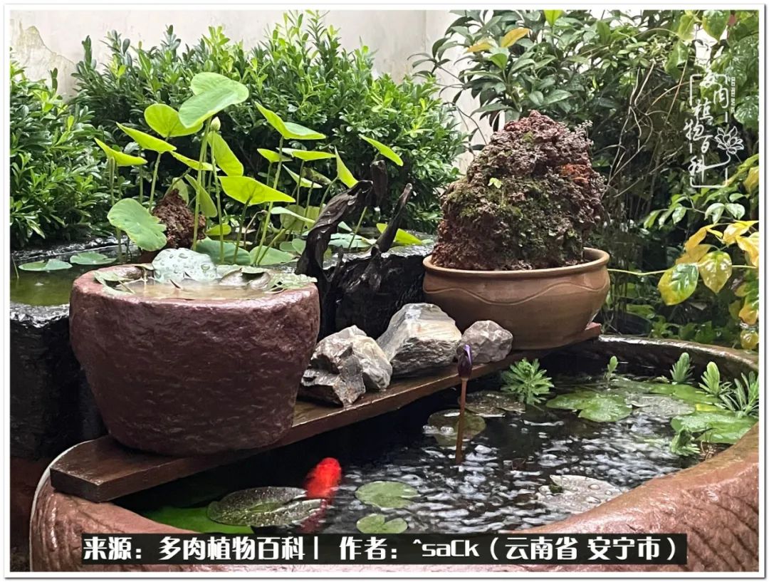 情不知所起一往而深歌曲,情不知所起一往而深完整版