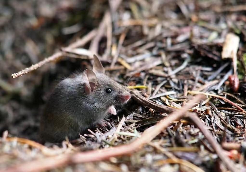 为什么农村的老鼠会消失,农村看不到老鼠了怎么回事