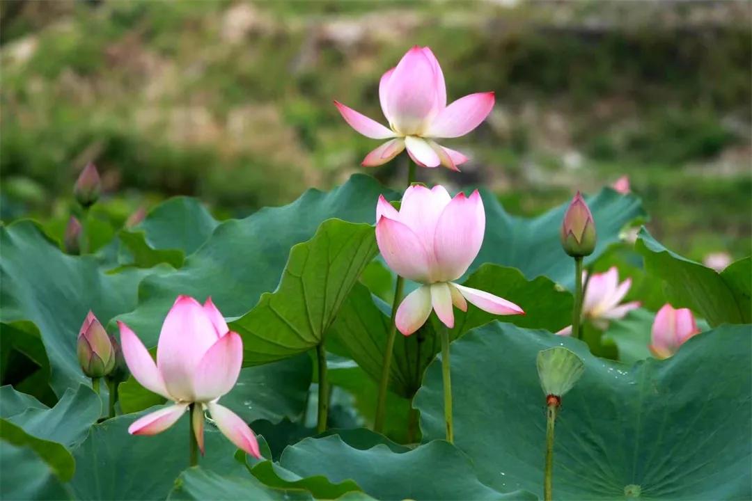 广州从化赏荷花胜地,从化草埔荷花