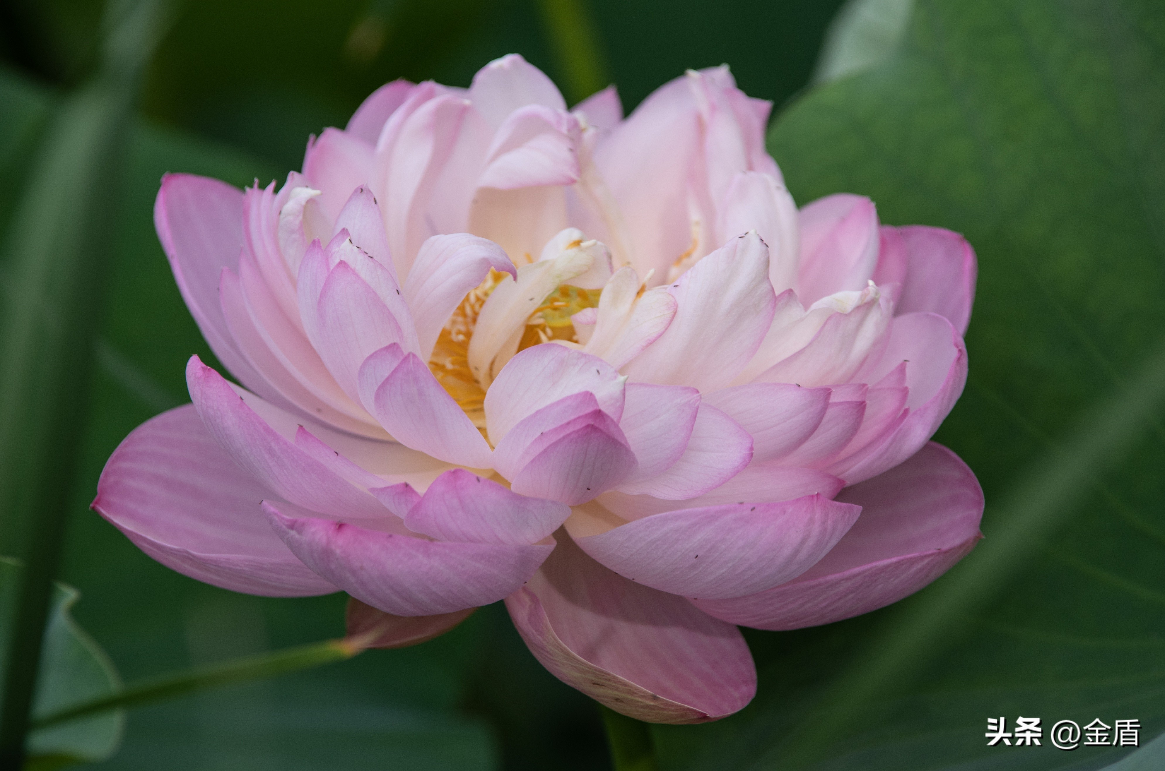 荷花中的隐藏的精神,荷花具有什么样的品格和志向