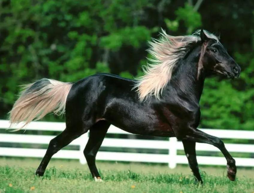 奥运会马术运动员摔死亡,奥运会马术比赛选手丧生