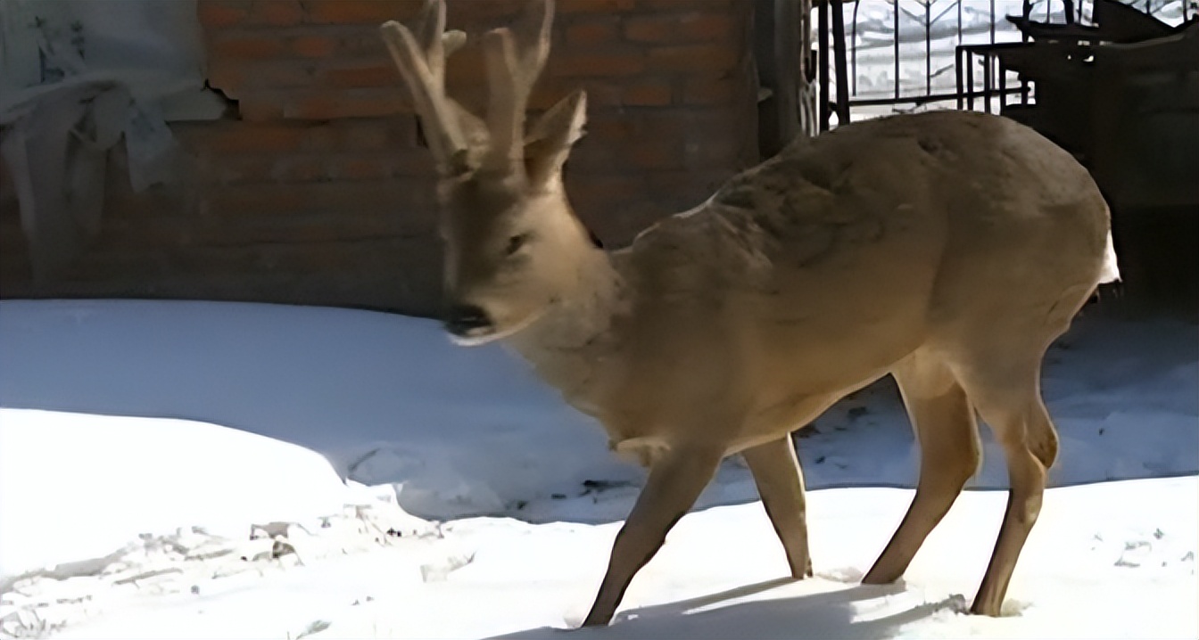 吉林男子野外捡鹿,吉林男子捡到小鹿