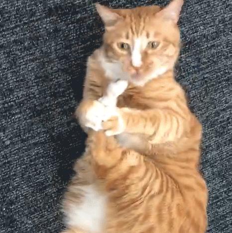 猫咪脸上有眼泪怎么办,猫咪脸上的泪痕怎么解决