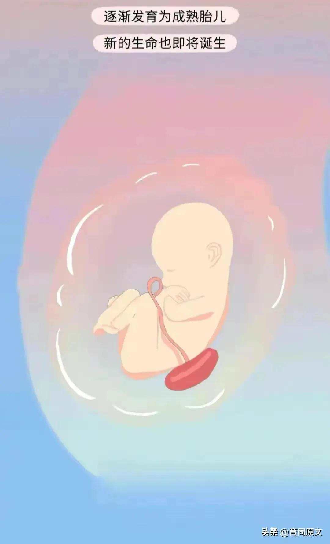 关于怀孕初期的漫画,漫画女性怀孕后都要经历些什么