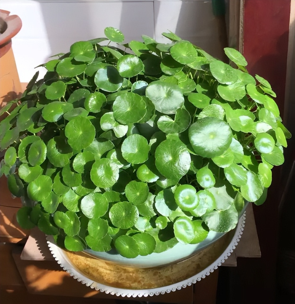 铜钱草的营养价值与功效,生态多样性的作用和意义