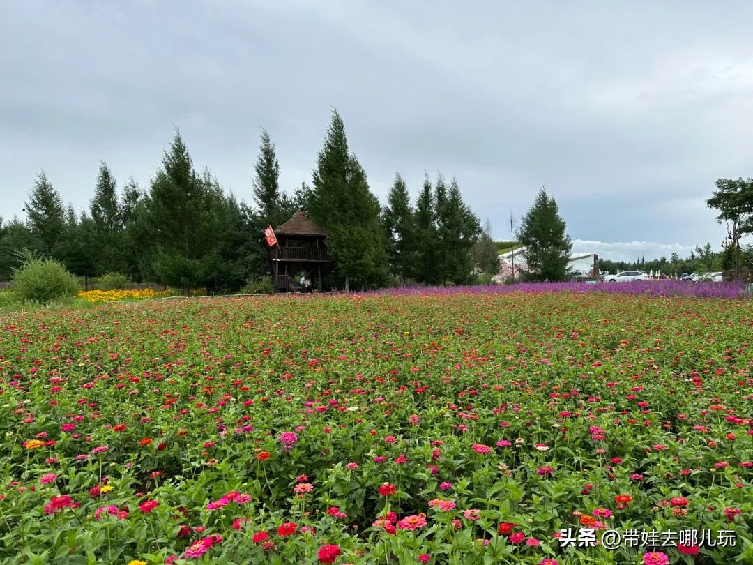 长白山二道白河旅游攻略7月游,自驾二道白河长白山旅游攻略
