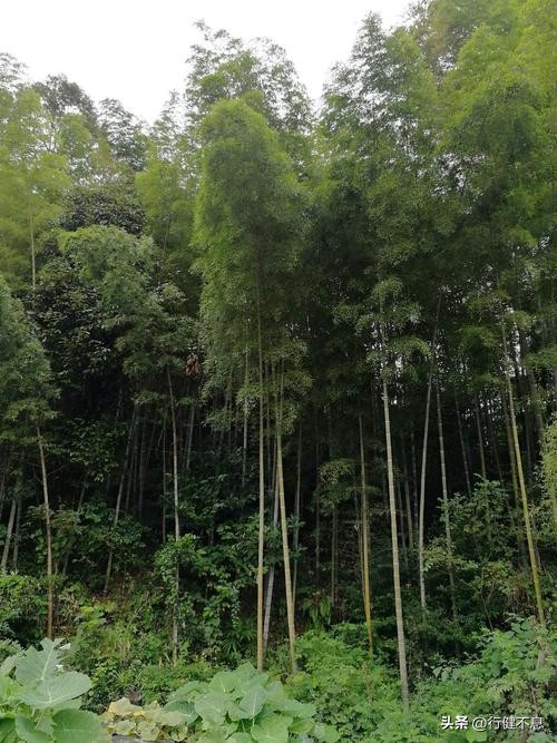 同作逐臣君更远青山万里一孤舟,关于青山万里一孤舟的诗句