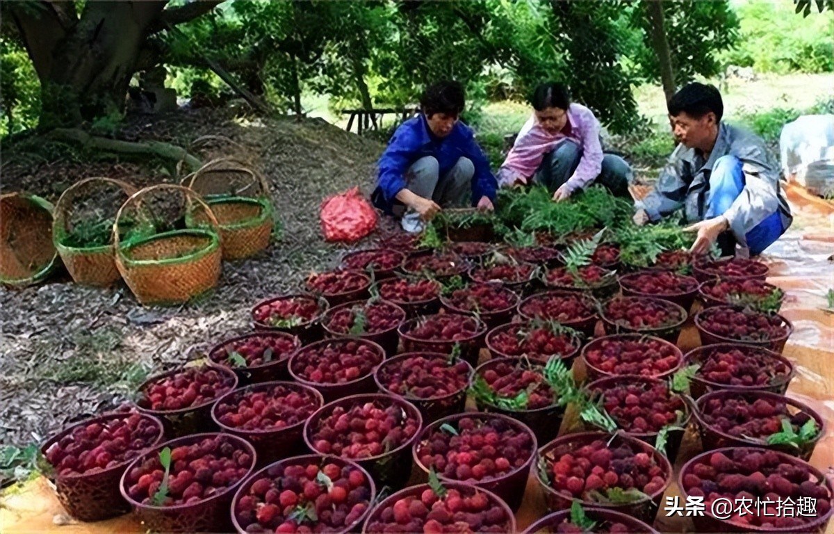 这种果子卖二十多元一斤供不应求,果农苹果供不应求