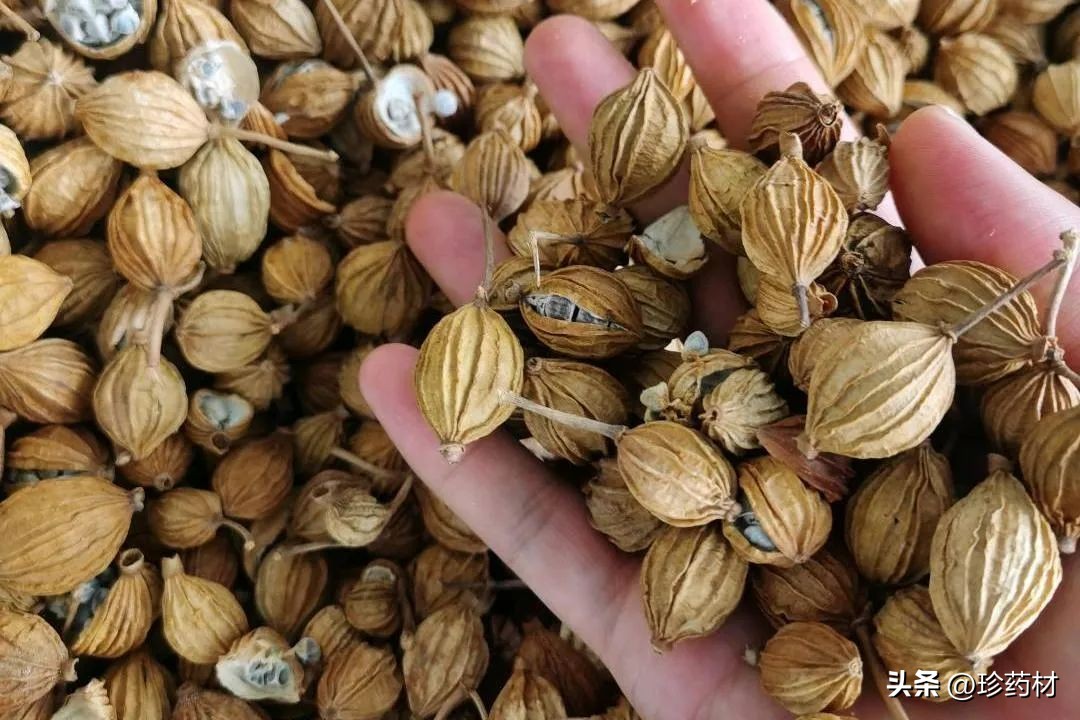 8月18日中药材市场快讯：厚朴、白及、桑叶、荆芥、丁香、豆蔻等