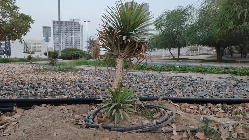 迪拜适合养什么植物,迪拜常见花草