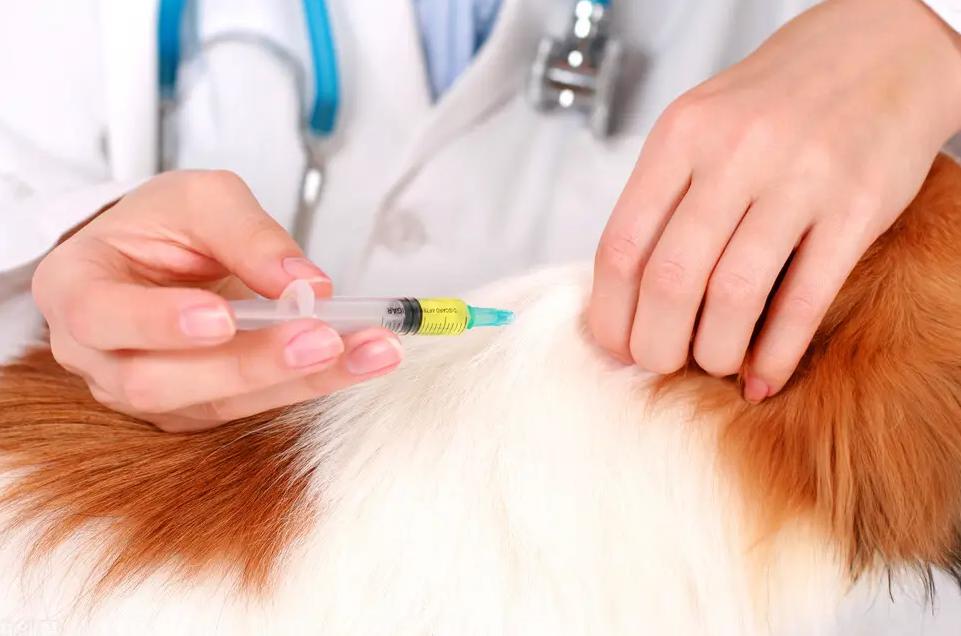 犬舍需要办什么手续,犬舍需要营业执照吗