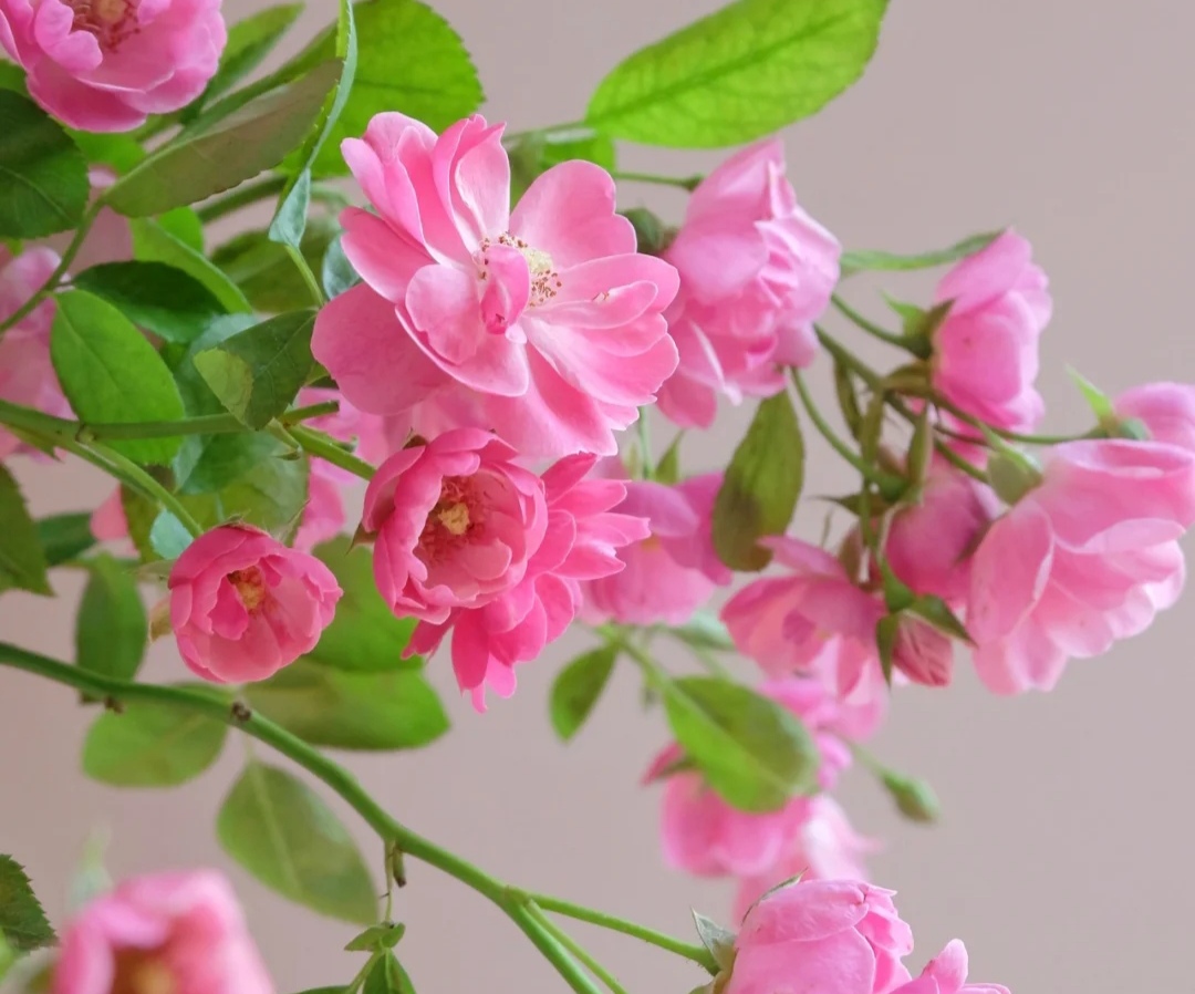 光照不足也能猛开花的藤本月季,抗病好养勤花的藤本月季品种