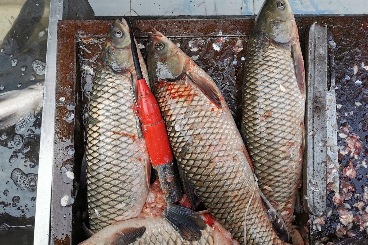 腌腊鱼时怎么腌好吃,腌腊鱼怎么腌最好吃