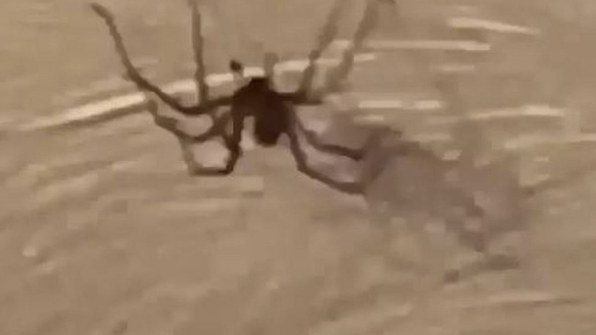 在家中发现巨大蜘蛛,家里发现巨大蜘蛛差点吓死