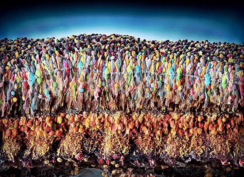 显微镜观察人体的四种组织图片,人体显微镜下的样子