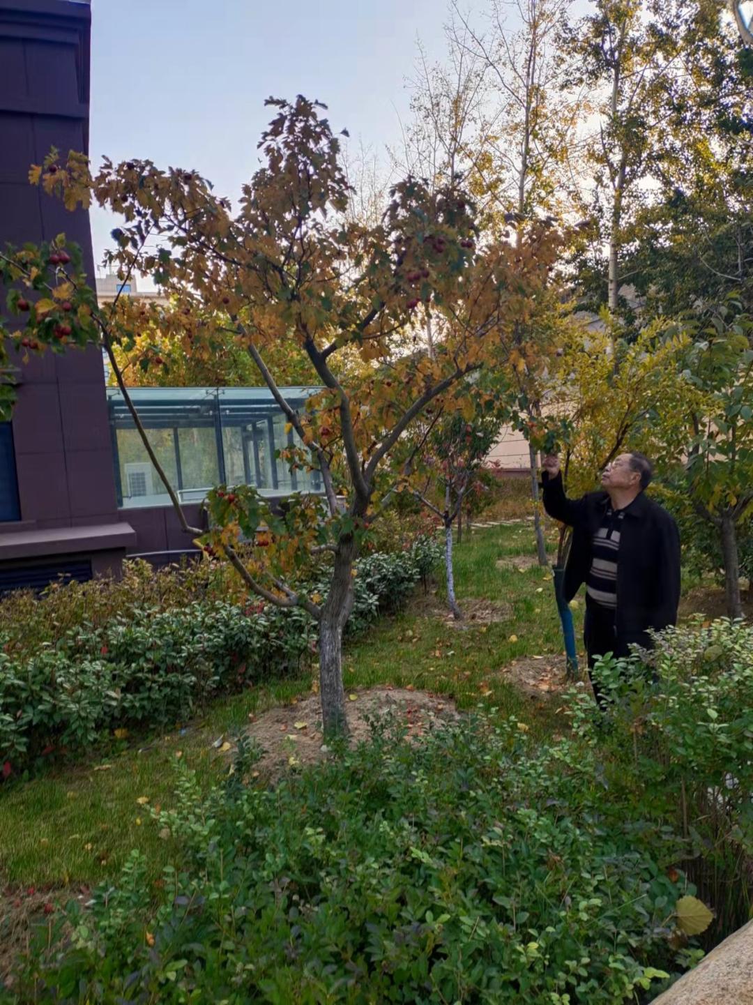 树木移植成活率要求,移栽大树怎么提高成活率最快