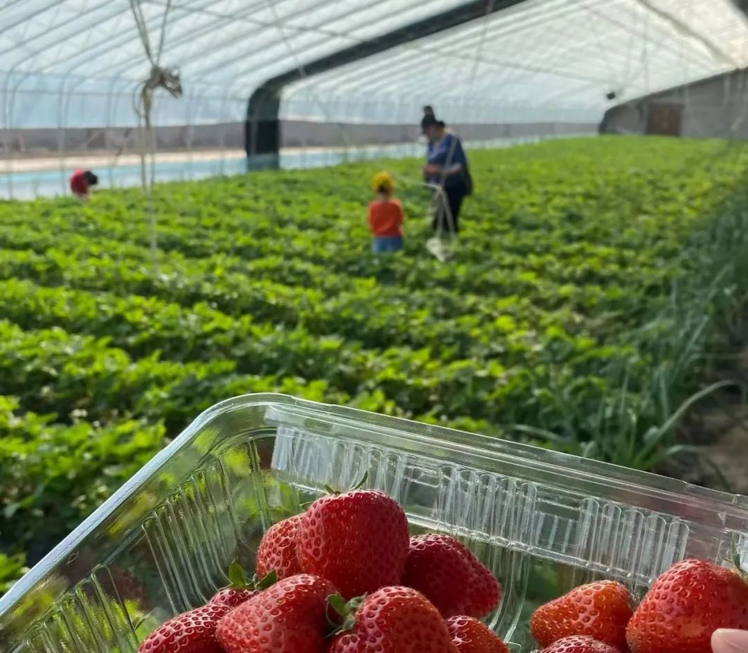 松原查干湖旅游三日,松原查干湖五一旅游团
