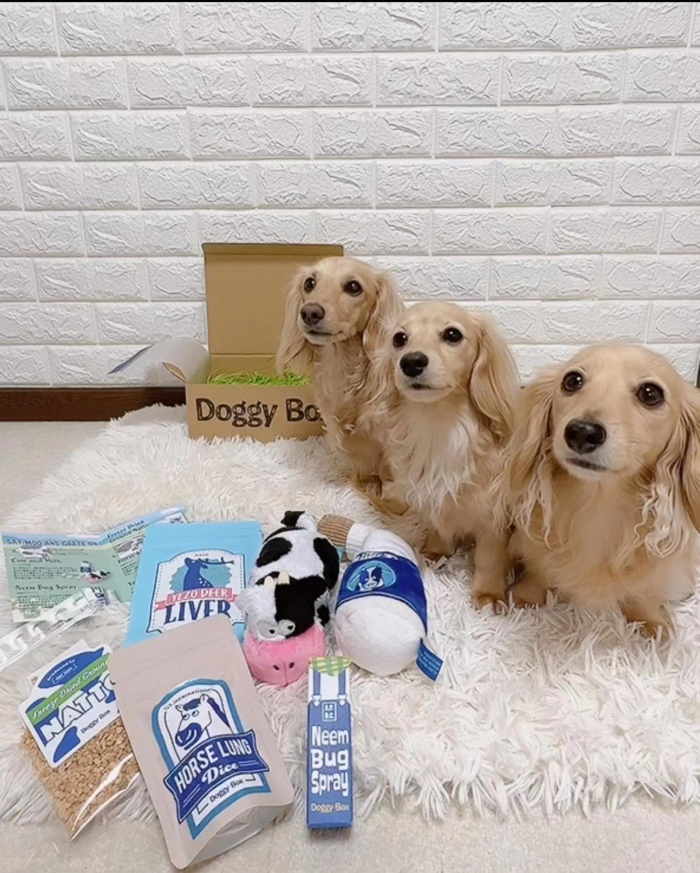 训犬师教程全集,训犬教学技能完整版