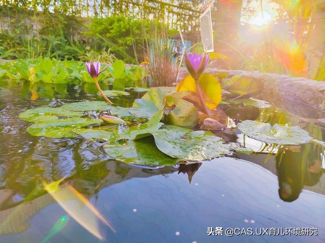 CAS儿童空间|生命花园:在校园屋顶打造感知自然的实验场