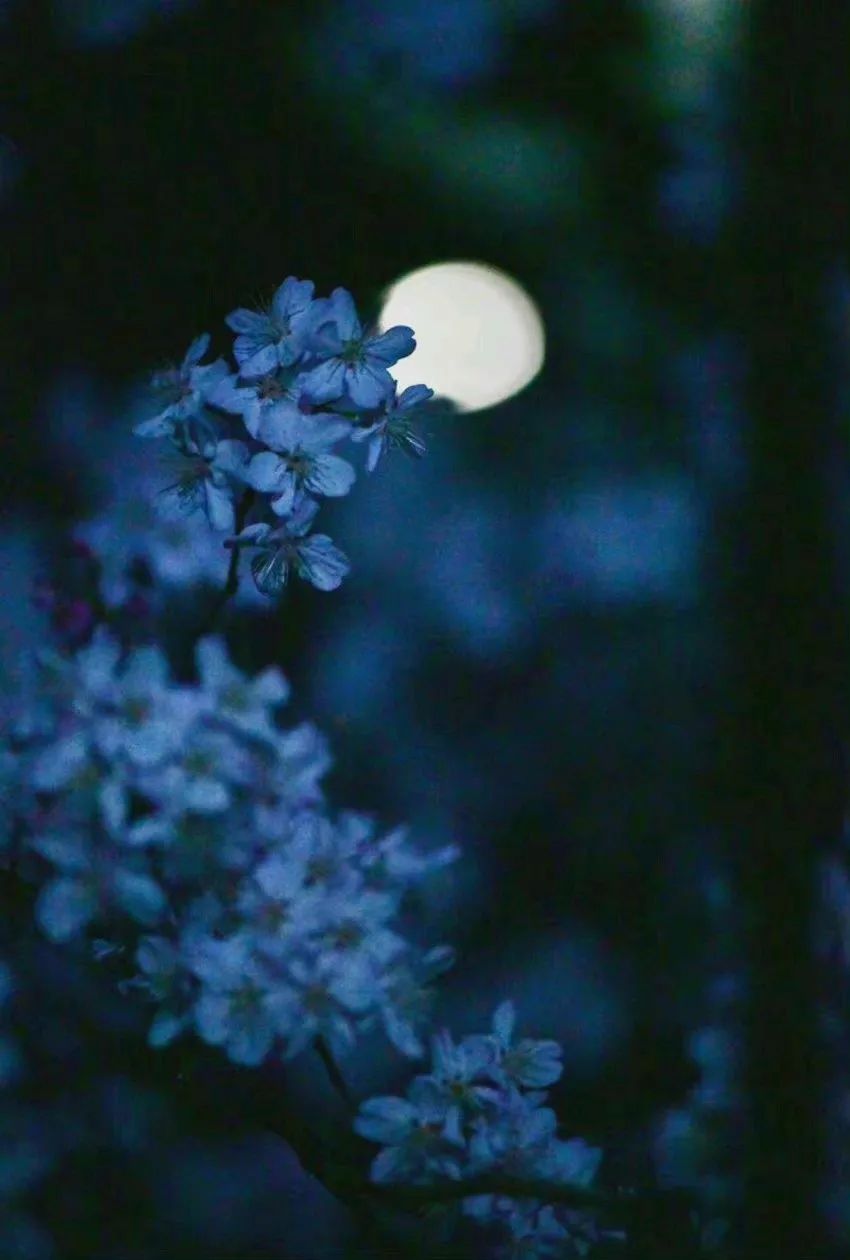 裁梦为笺，折月做诗