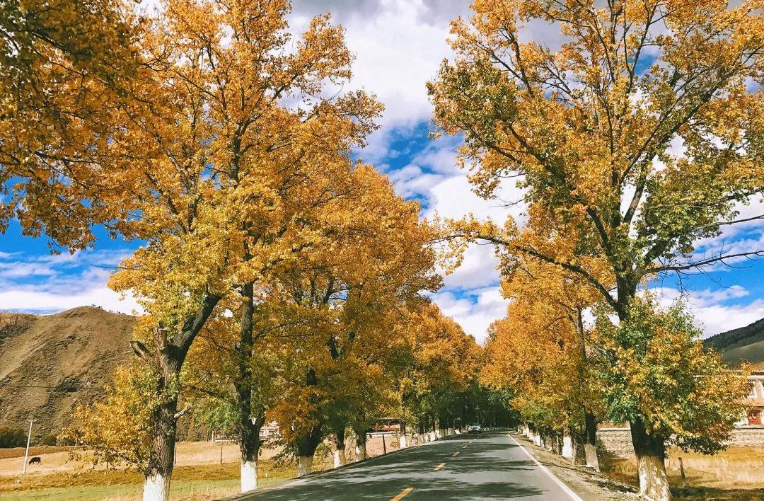 描写秋天的诗句大全100句,欣赏秋天的诗句大全